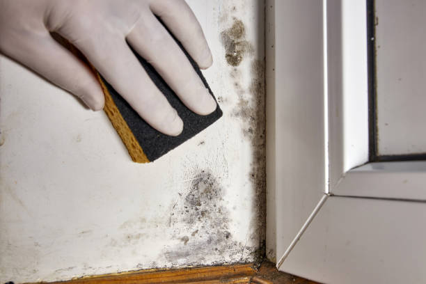 Best Mold Documentation for Insurance Claims  in Alamo Heights, TX